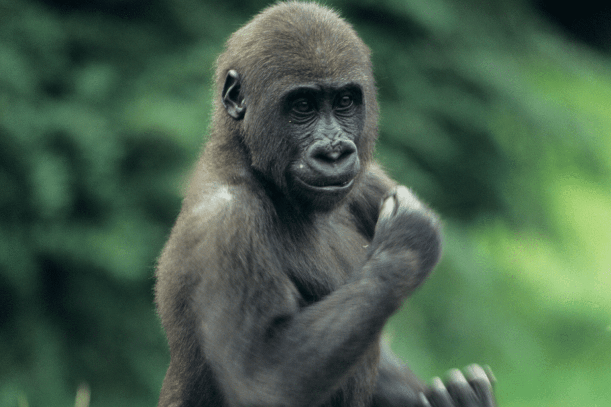 A young gorilla stands and looks into the camera