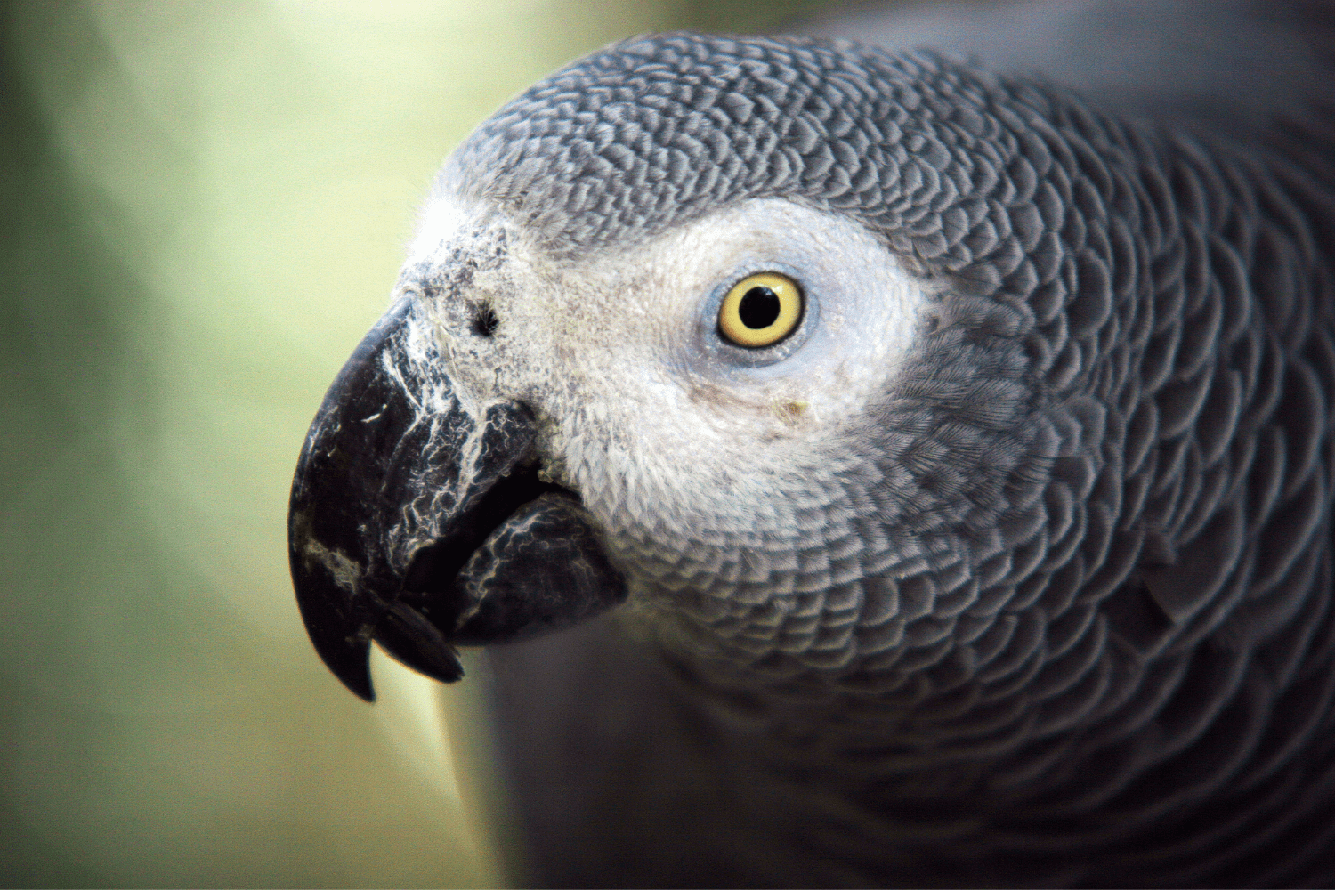 Close up of an African grey parrot