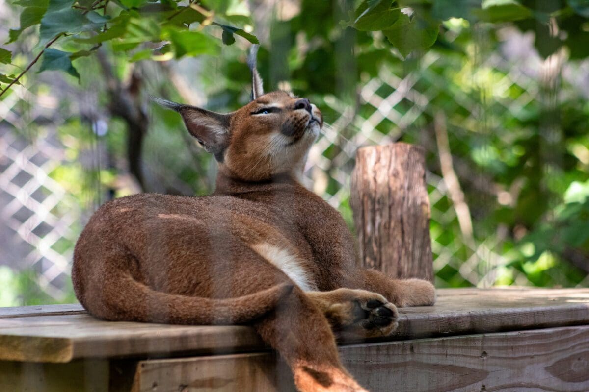 Photo of a Caracal Cat