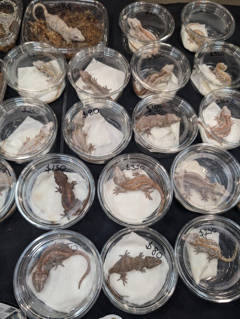 takeaway boxes filled with nothing but a paper napkin and a single gecko.