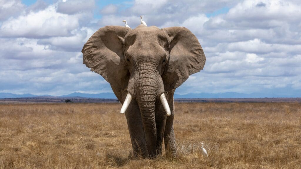 Head-on photo of an African elephant in the wild