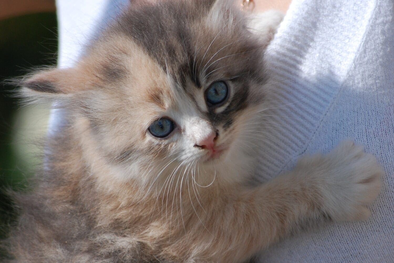 A kitten held by a person