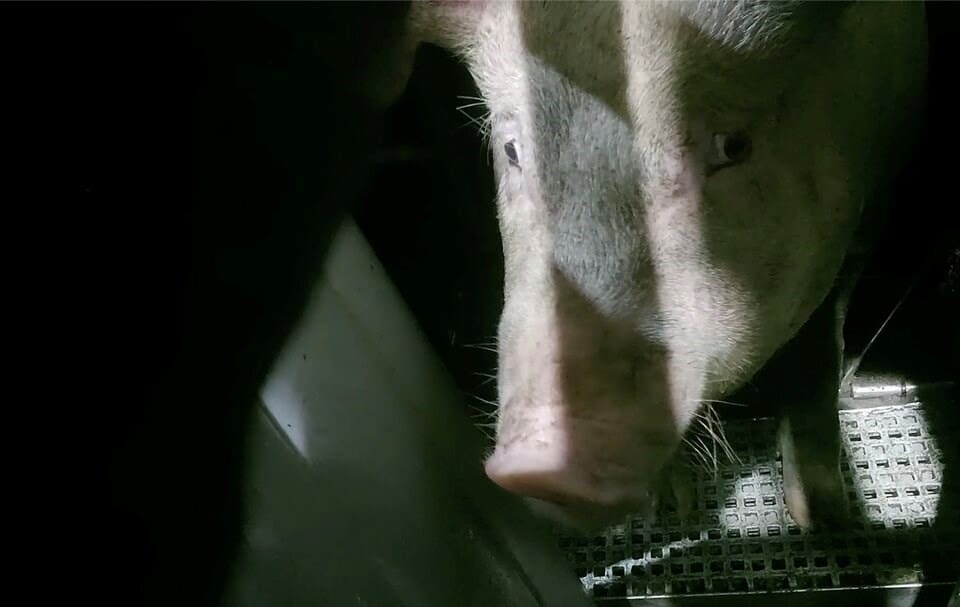 A pig at Johnston's Meats slaughterhouse in Chilliwack