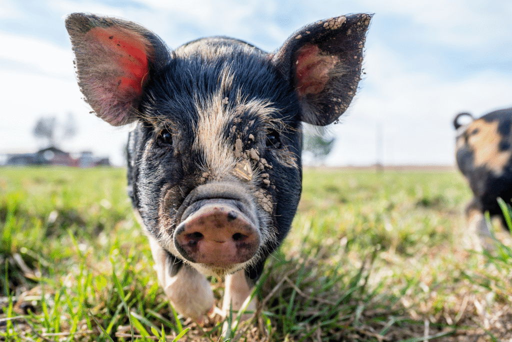 Young pig in a grassy field at an animal sanctuary