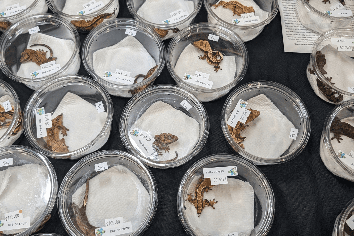 Reptiles displayed in small deli containers at an exotic pet expo