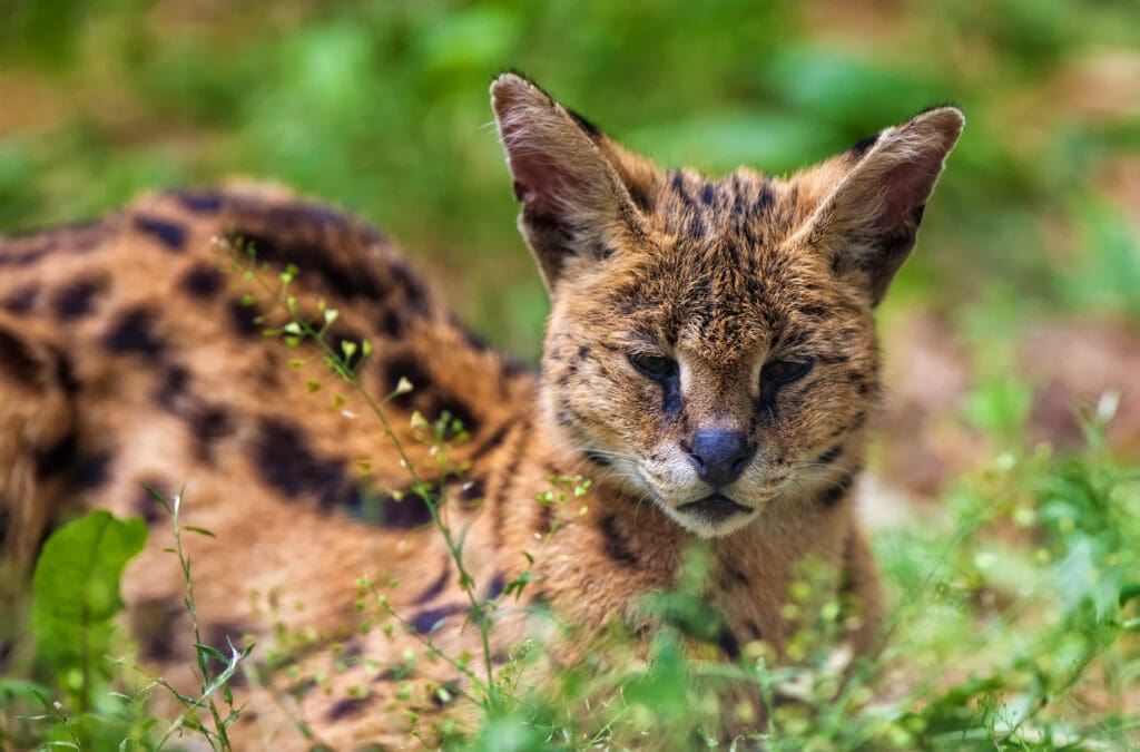 African Serval Cat Lying in Grass