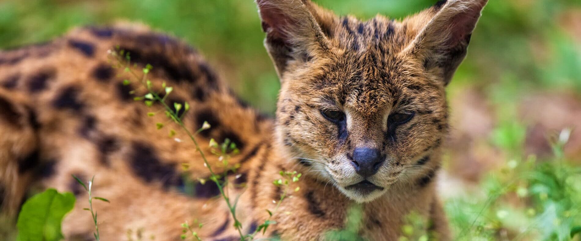 African Serval Cat Lying in Grass