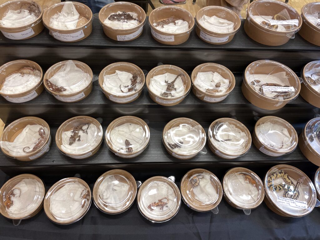 Reptiles in small containers at an exotic pet expo