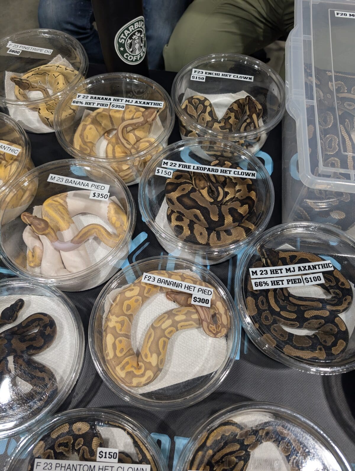 Snakes in small containers at an exotic pet expo