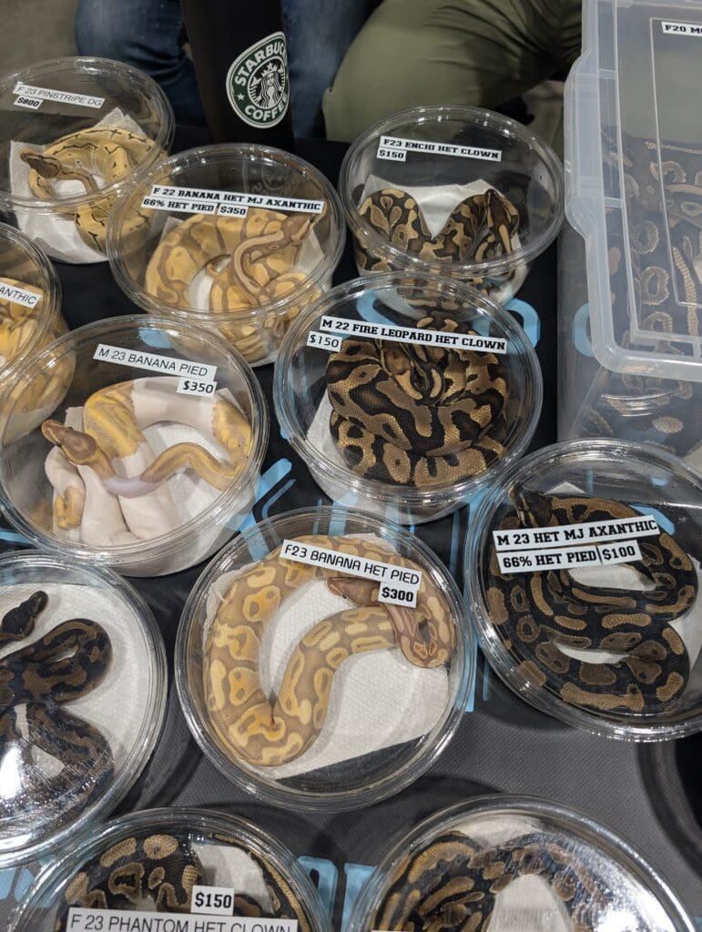 Snakes in small containers at an exotic pet expo