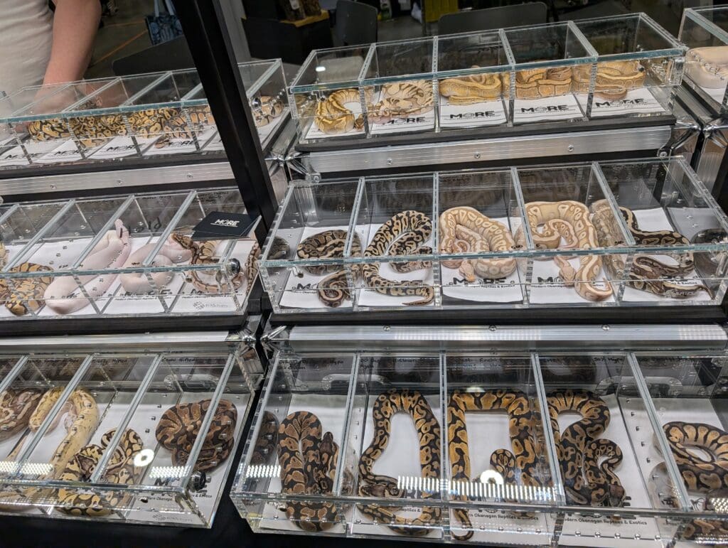 Snakes in small containers at an exotic pet expo