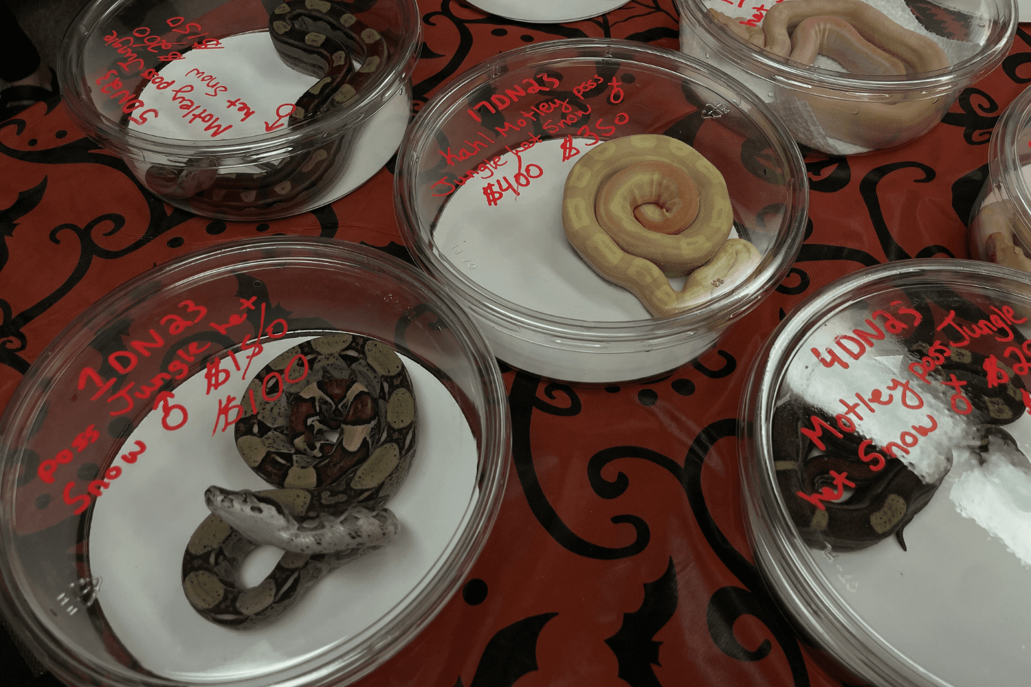 Snakes curled up in deli containers for sale