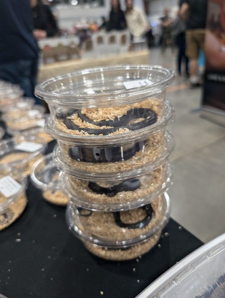 snakes in plastic candy containers stacked on top of one another with nothing but sawdust