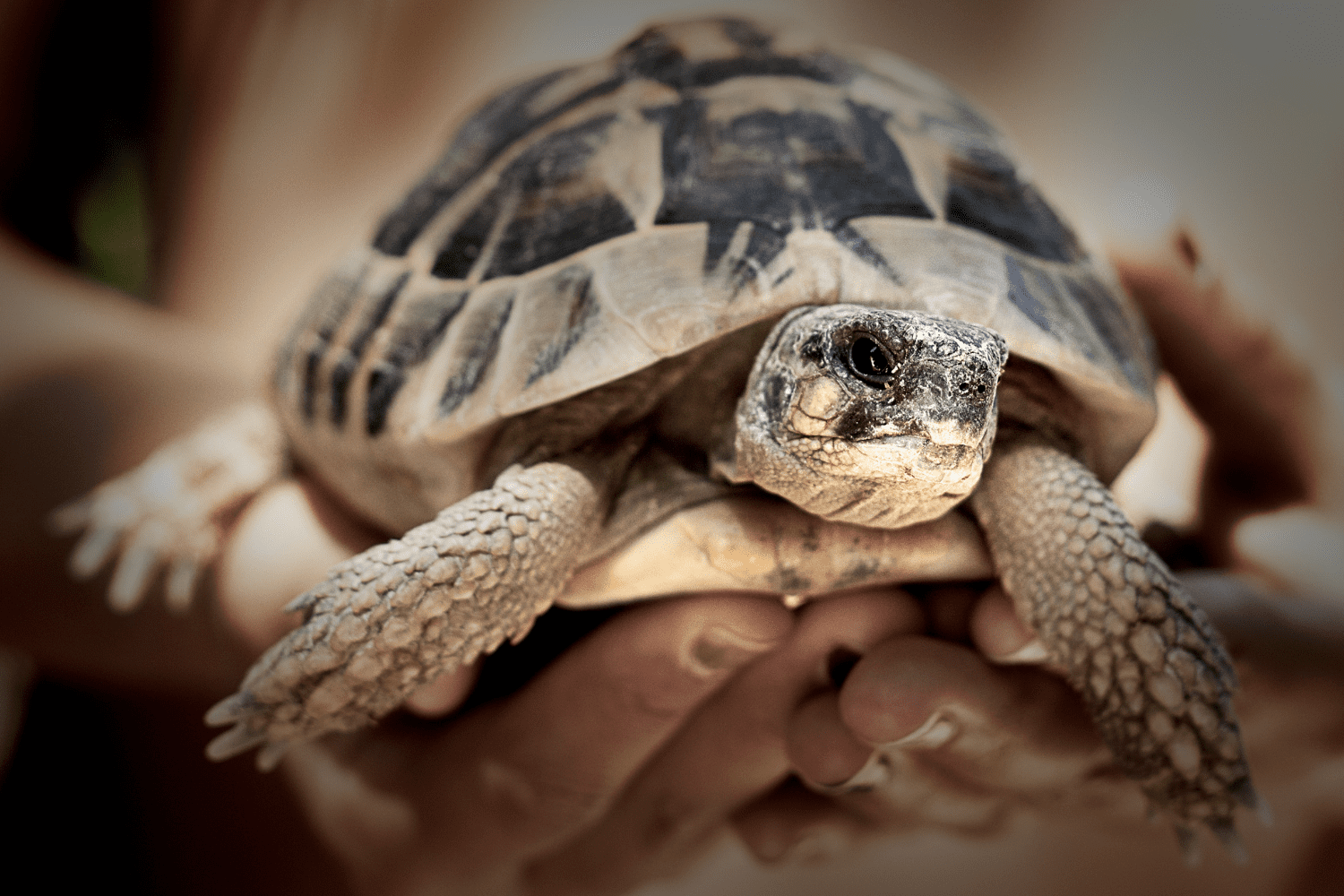 A tortoise being held in someone's hands