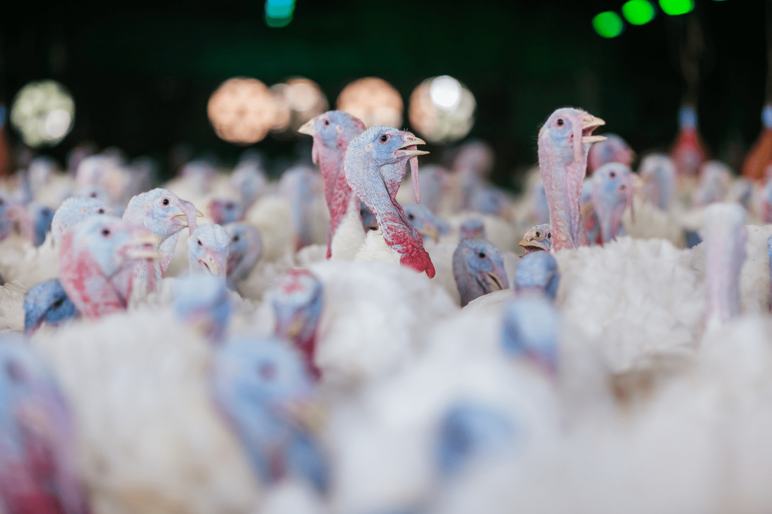 An industrial farm for turkeys used for meat,  crowded indoors with dark lighting