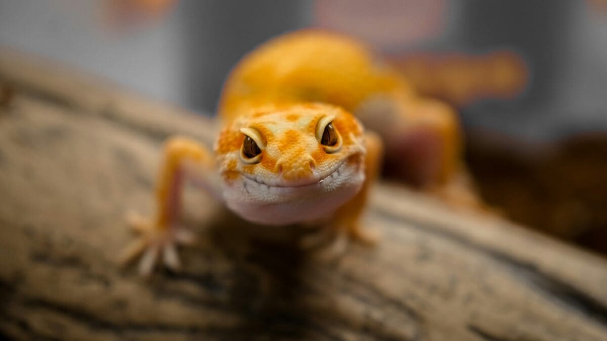 A yellow Leopard gecko