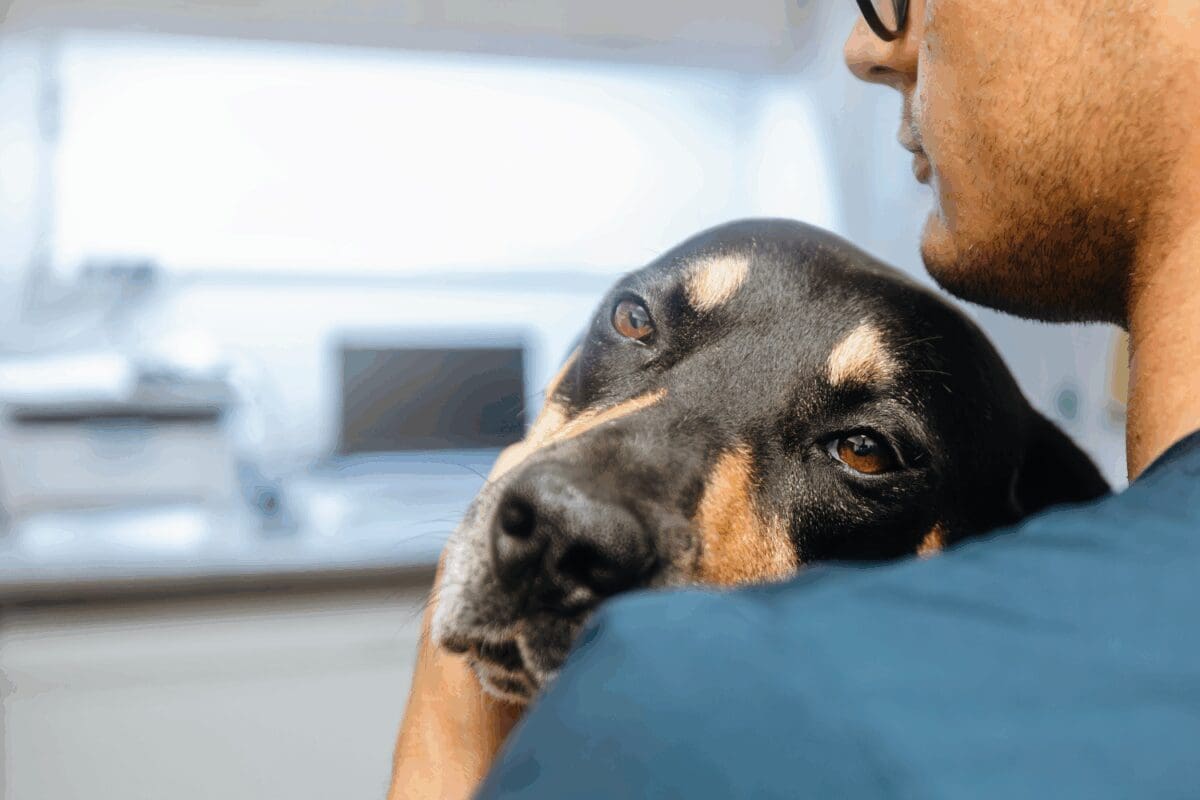 Close up of a dog being cuddled by a veterinarian