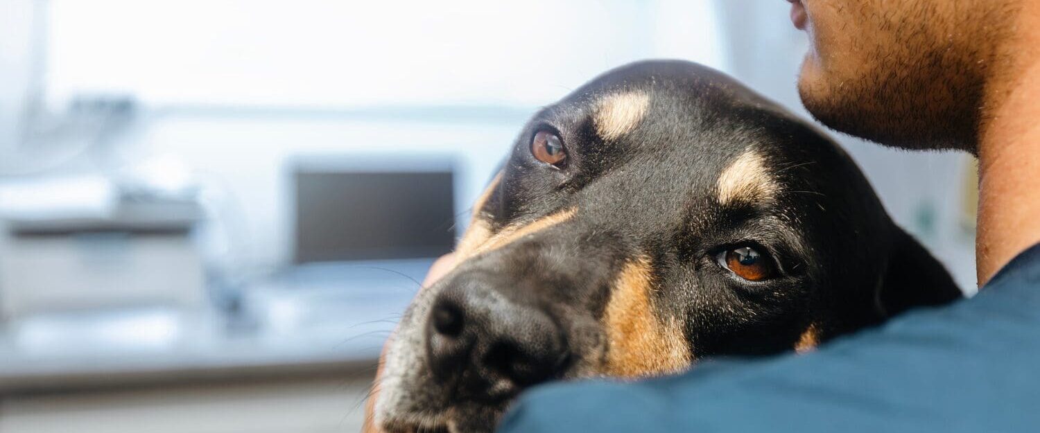 Close up of a dog being cuddled by a veterinarian